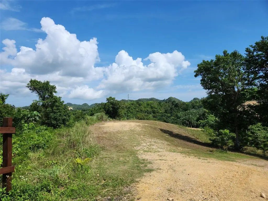 Camino de tierra entre árboles