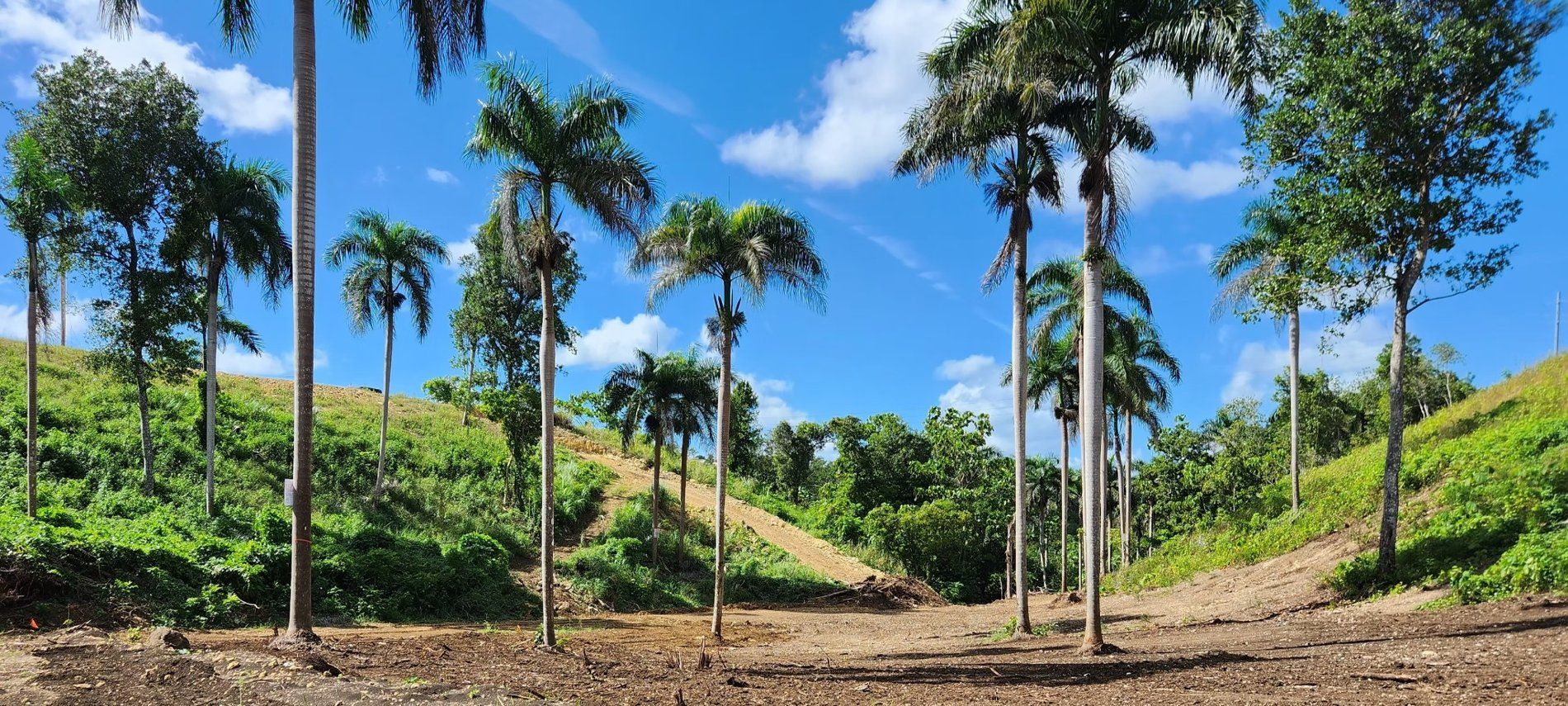Fila de palmas reales en la loma