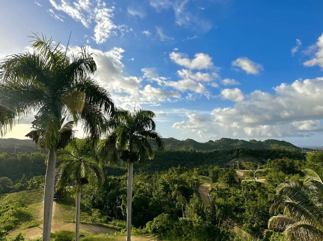 Palmas reales y valle verde de día