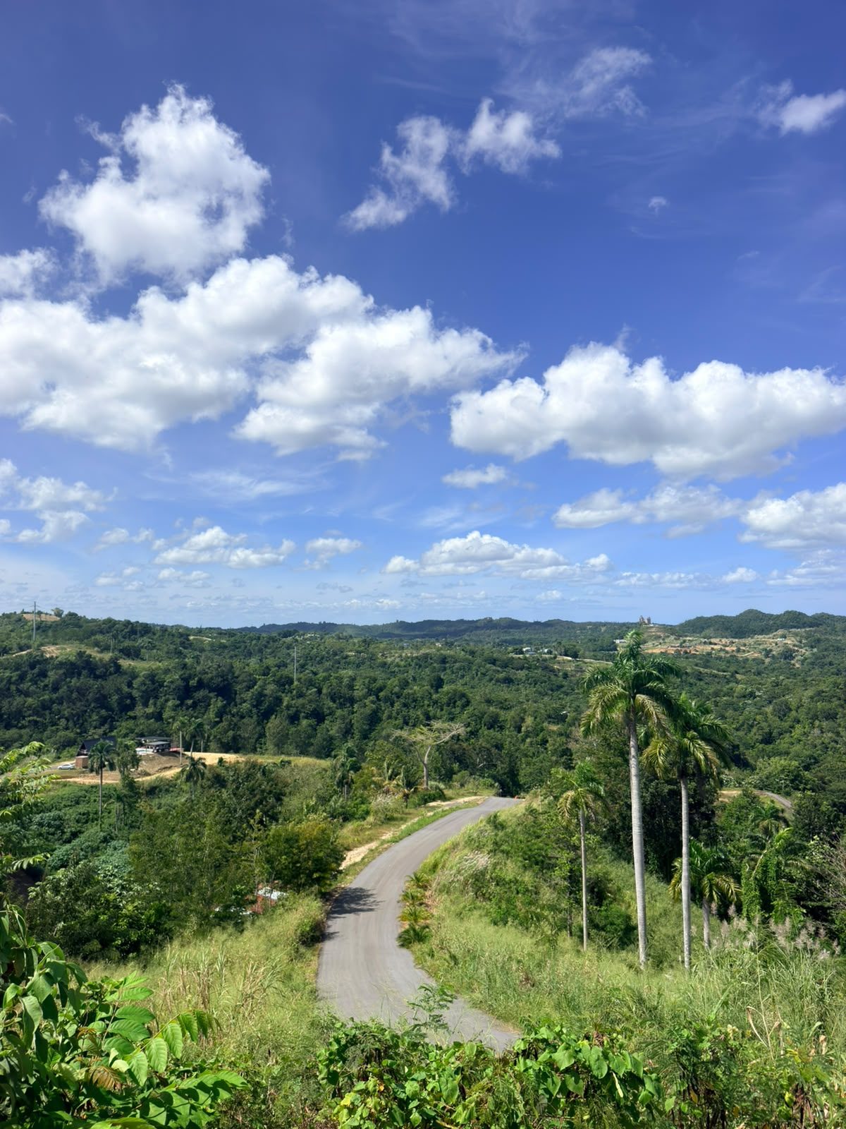 Camino entre palmas con vista a las montañas
